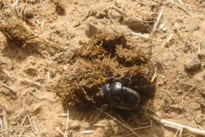 Dung Beetle Weibchen: Ihr gefällt die Kugel nicht, also wird sie zerstört.