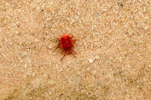 Rote Spinne