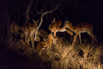 Night Drive: Impalas