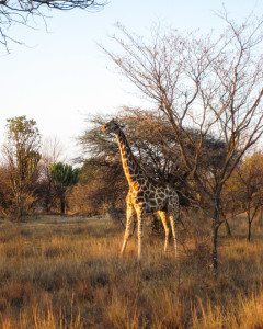 Giraffe in der Abendsonne