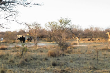 Ant's Hill - Pferde, Giraffen, Antilopen
