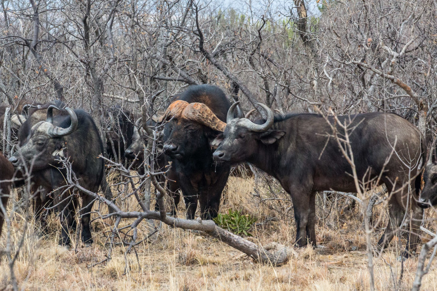 Game Drive: "Tracking" zu den Büffeln.