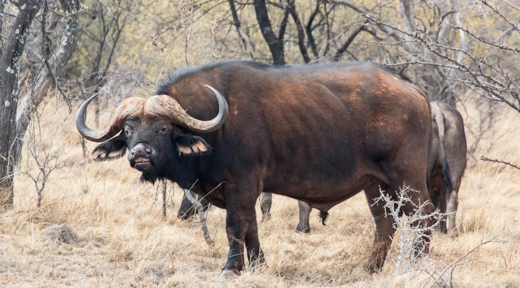 Game Drive: "Tracking" zu den Büffeln.