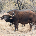 Game Drive: "Tracking" zu den Büffeln.