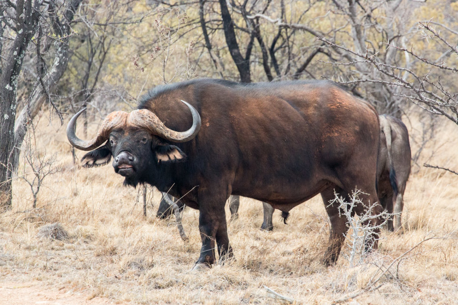 Game Drive: "Tracking" zu den Büffeln.