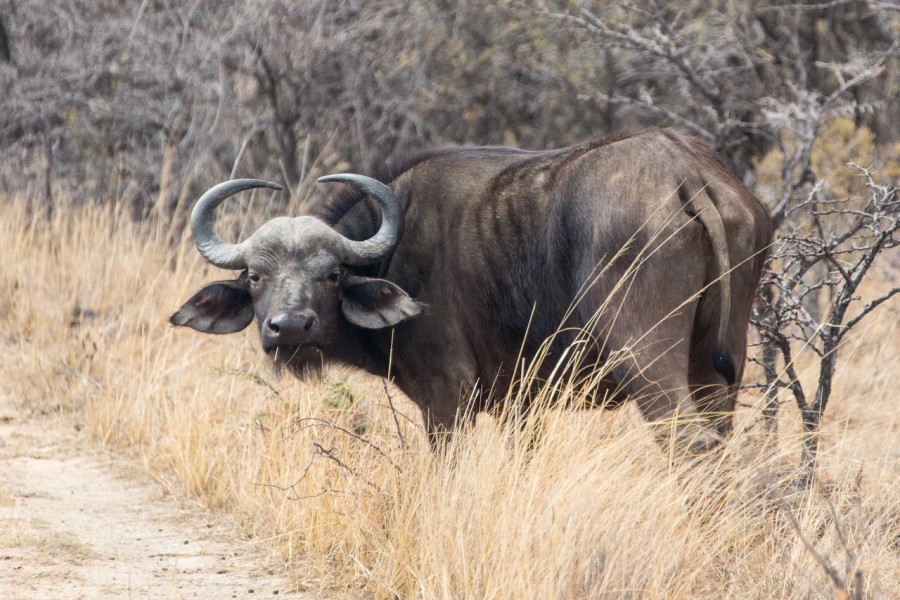 Game Drive: "Tracking" zu den Büffeln.