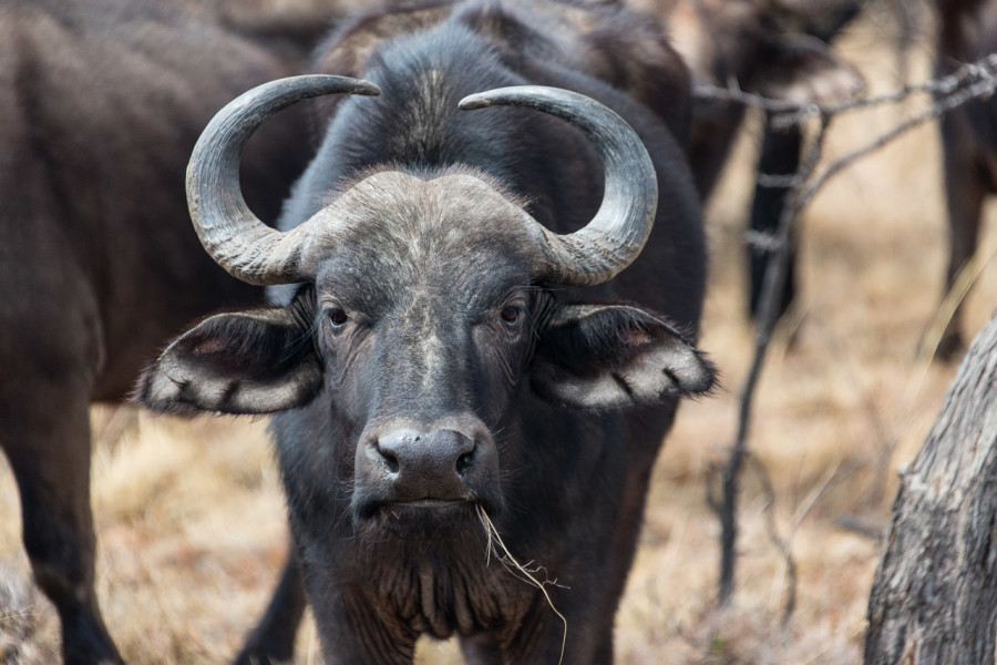 Game Drive: "Tracking" zu den Büffeln.