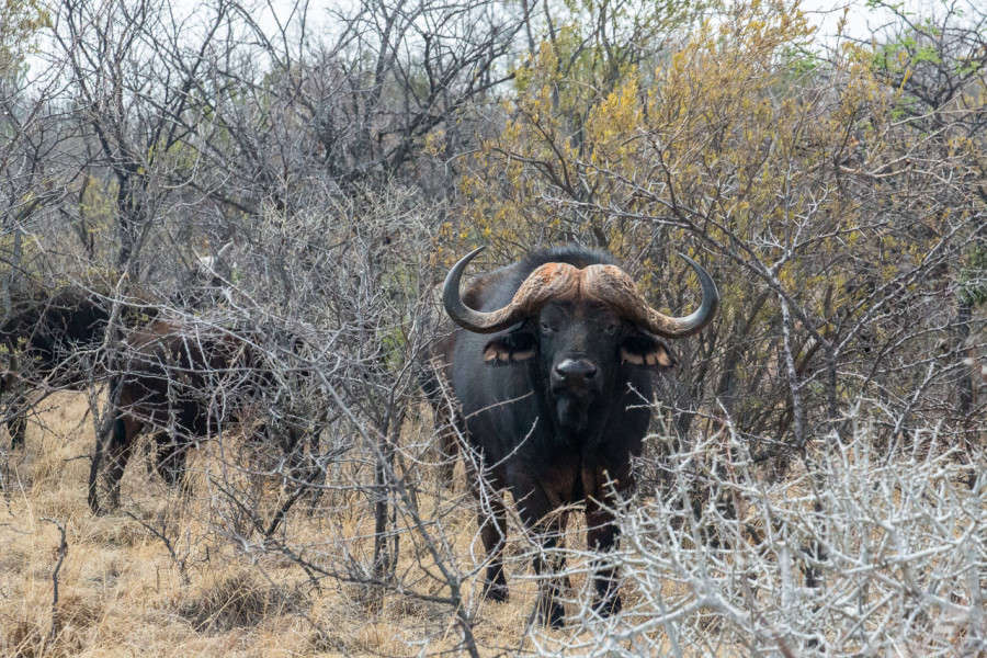 Game Drive: "Tracking" zu den Büffeln.