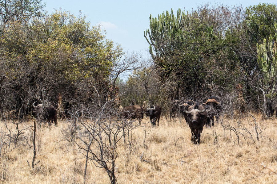 Game Drive: "Tracking" zu den Büffeln.