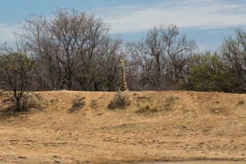 Ant's Hill - und Giraffe auf der VIP-Tribüne