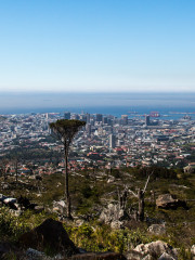28.10. Tafelberg - Blick auf Kapstadt