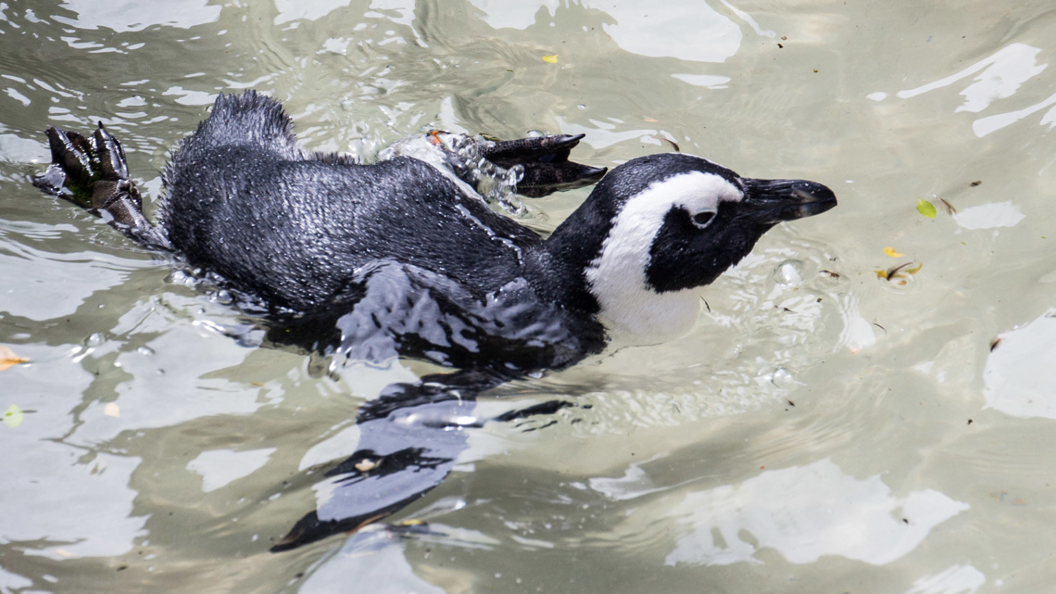 29.10. Pinguine am Boulders Beach