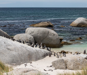 29.10. Pinguine am Boulders Beach