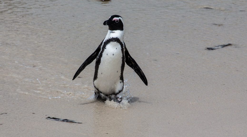 29.10. Pinguine am Boulders Beach