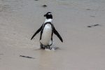 29.10. Pinguine am Boulders Beach