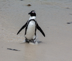 29.10. Pinguine am Boulders Beach