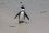 29.10. Pinguine am Boulders Beach