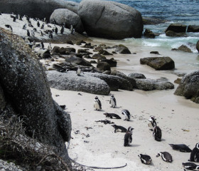 29.10. Pinguine am Boulders Beach