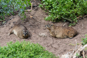 29.10. Boulders Beach. Dassies