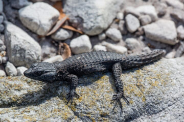 29.10. Cape Tour, Black girdled Lizard