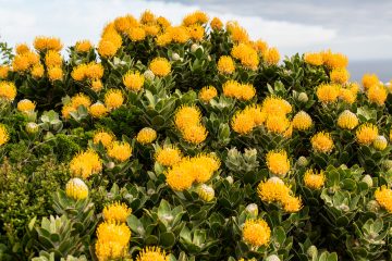 Protea - Nationalblume Südafrikas