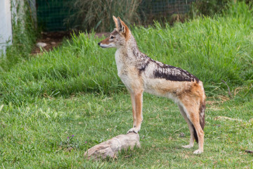 30.10. Cheetah Outreach - Schabrackenschakal ("Black-backed Jackal")