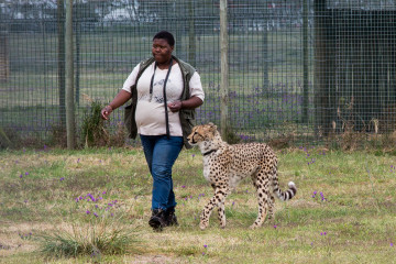 30.10. Cheetah Outreach - Gepardenstreicheln :-)