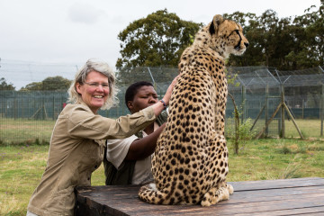 30.10. Cheetah Outreach - Gepardenstreicheln :-)