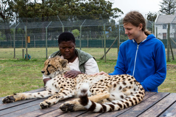 30.10. Cheetah Outreach - Gepardenstreicheln :-)