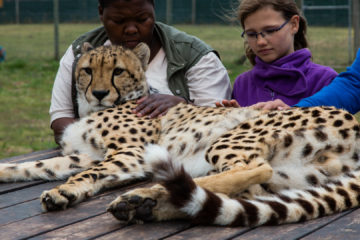 30.10. Cheetah Outreach - Gepardenstreicheln :-)