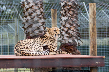 30.10. Cheetah Outreach - Gepardenstreicheln :-)