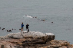 31.10. Hermanus. Wale :-) (Südkaper)