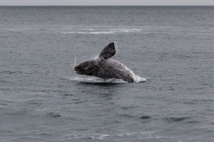 31.10.2013 Hermanus. Wale :-) (Südkaper)