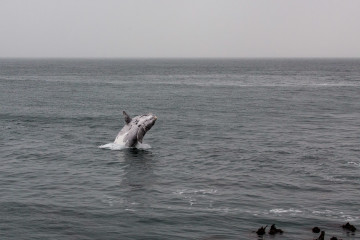 31.10. Hermanus. Wale :-)  (Südkaper)