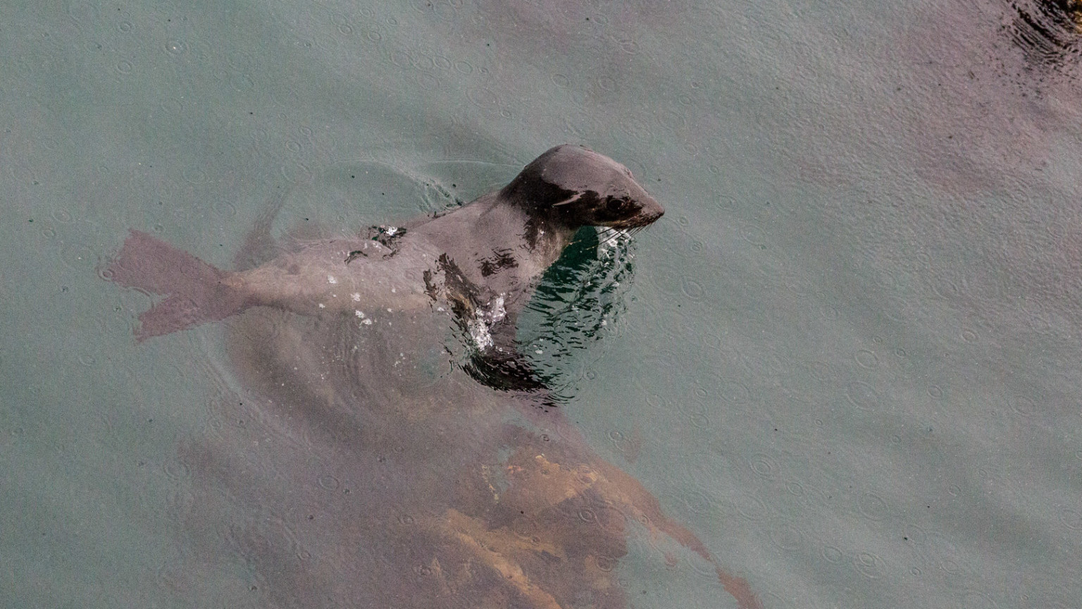 31.10. Hermanus. Seelöwe.