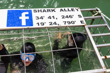 1.11. Kleinbaai - White Shark Cage Diving. Im Käfig.
