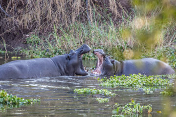 13.-15.7.2015 Maramba River Lodge