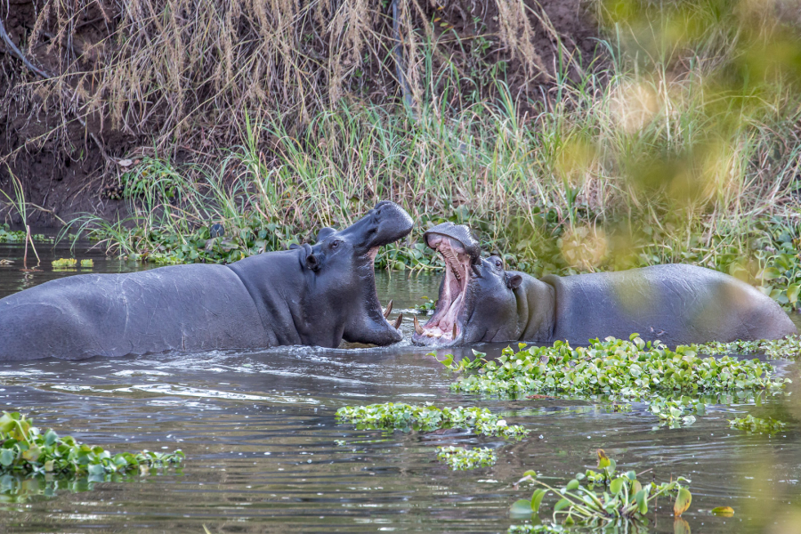 13.-15.7. Maramba River Lodge