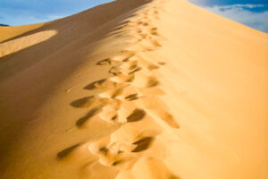 6.7.2008: Coral Pink Sand Dunes: Licht Wind, Sand, Rumtollen ...