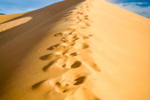 6.7.2008: Coral Pink Sand Dunes: Licht Wind, Sand, Rumtollen ...