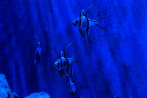 8.4.2012: Bristol Aquarium