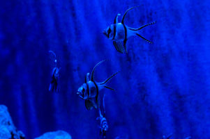 8.4.2012: Bristol Aquarium