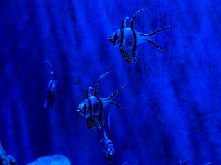 8.4.2012: Bristol Aquarium