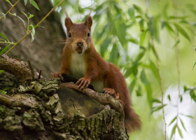 30.5.2012: unser Eichhörnchen :-)