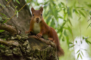 30.5.2012: unser Eichhörnchen :-)