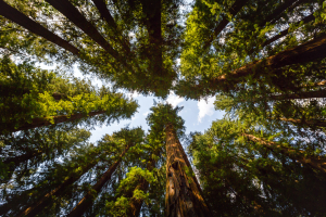 2./3.7. Richardson Grove SP