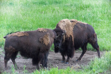 17.7. Lamar Valley - jede Menge Büffel