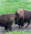 Rockies 2014: Yellowstone I