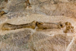 30.7. Dinosaur Quarry Visitor Center
