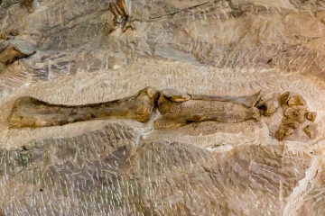 30.7. Dinosaur Quarry Visitor Center